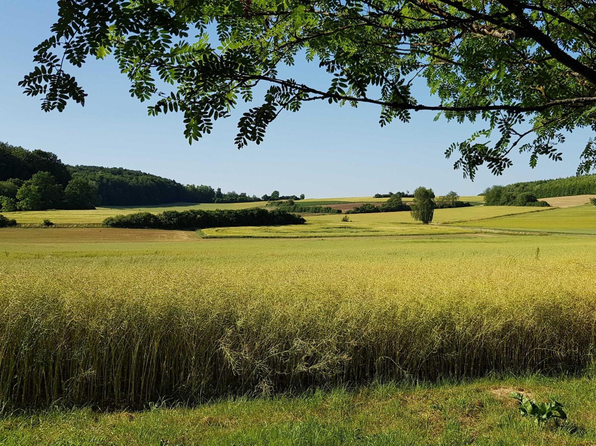 Ferienhaus Forstblick بيتسنشتاين المظهر الخارجي الصورة